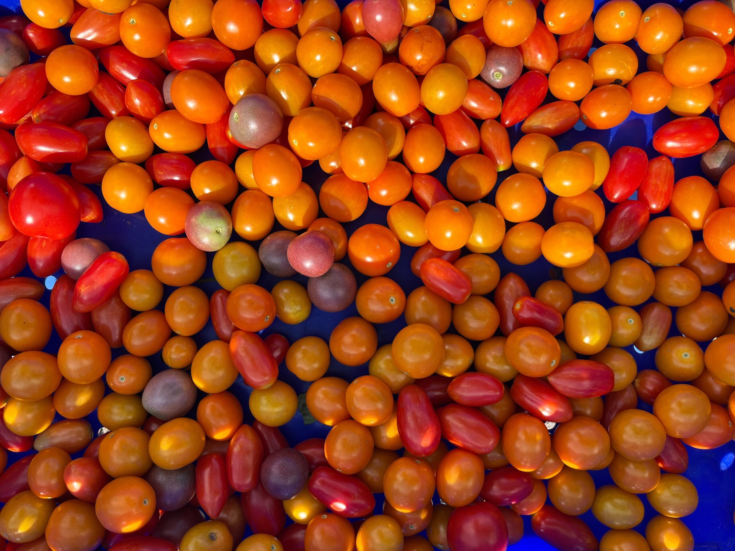 Spring 2026 CSA Subscription