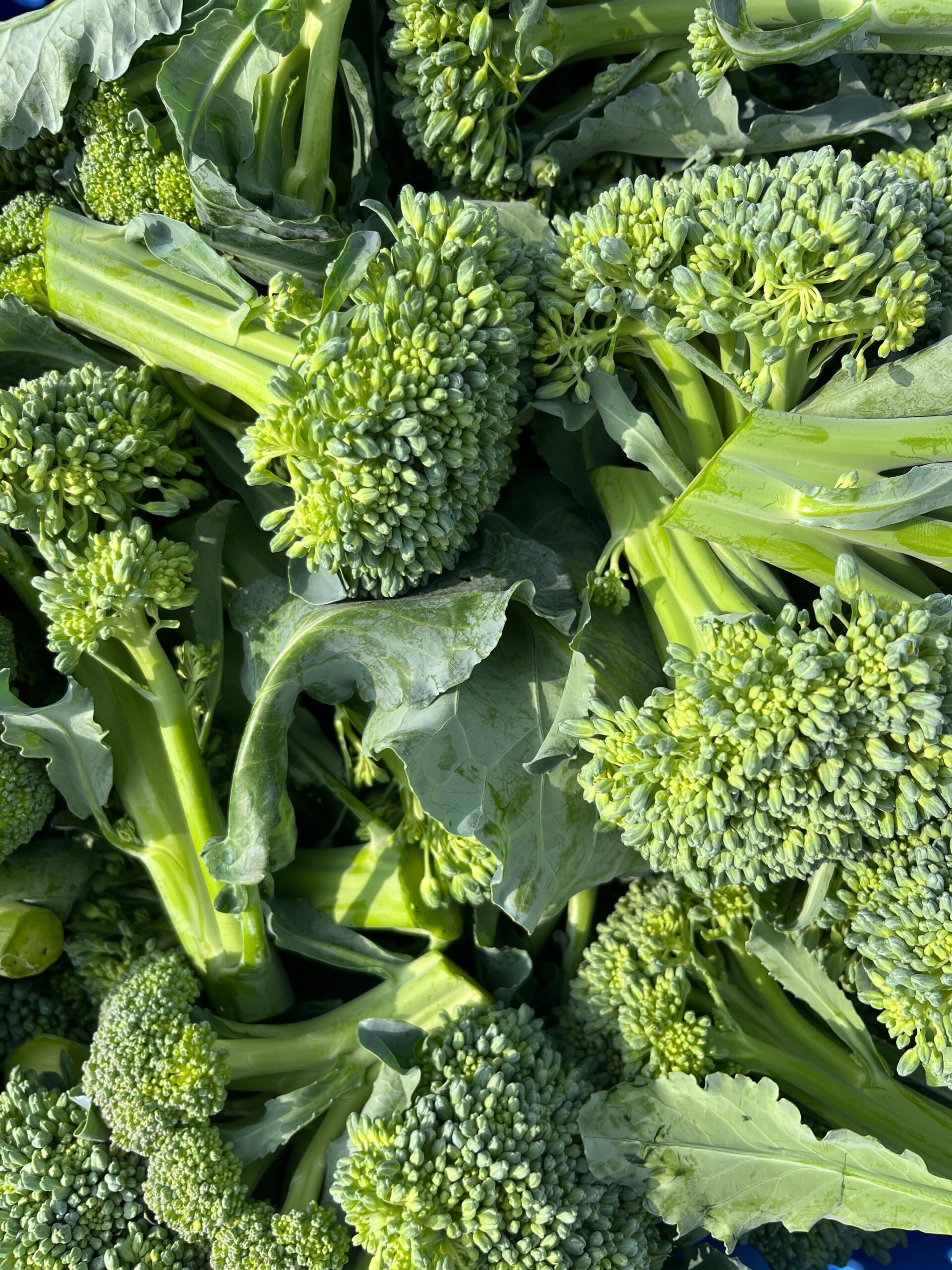 Spring 2026 CSA Subscription