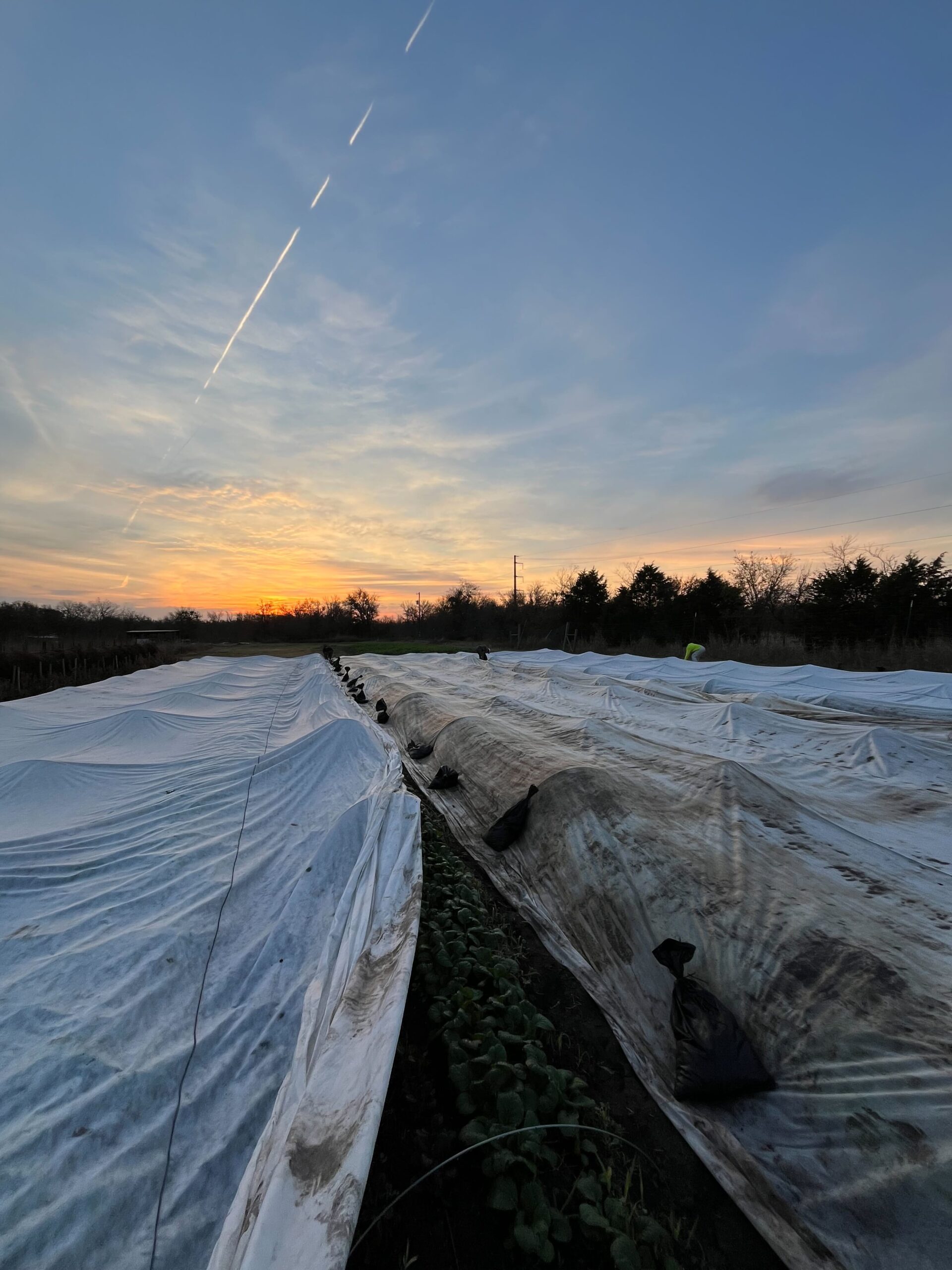 Spring 2026 CSA Subscription